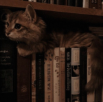 - Book Lovers -