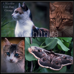 | M o t h l i n g s ~ A Warrior Cats Fan Group