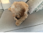 Who likes puppies