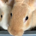Furry Bunnies Studio's