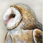 Owls Together