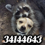 Spider doggys
