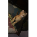 I dem_cheetos