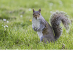 squirrels United :)