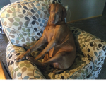 Cool dogs like Cooper only