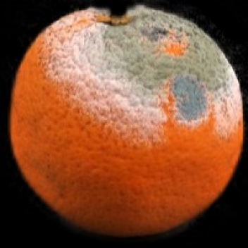 ANNOYING ORANGE 2 ;C