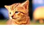 Cats and you