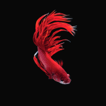 DA FISHES