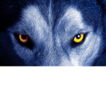 Wolf Pack.!!