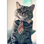 The Official Cat Corp