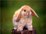 bunny lovers :D