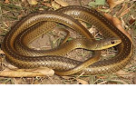 The Snake Monarchy