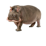 The Church of The Hippo Head.
