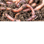 WE ARE THE WORMS TOO