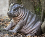 Hippos donation place