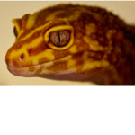 gecko jungle
