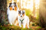 Puppies018