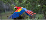 Colorful animals squad