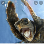 TURTLE FAMILY ON TOP