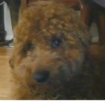 Alpha The Dog Group