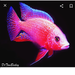 Fishy Bois gang
