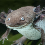 The Axolotl Army!