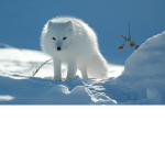 ####Foxes