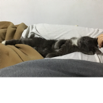 Quesito 2.o