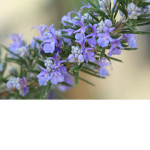 Rosemary Fashion