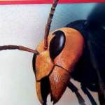 Hornet Hangout
