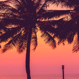 🌴