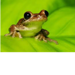 The Froggos Squad!!