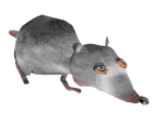The Ancient Rat People