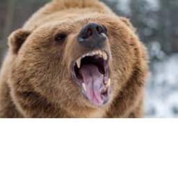 bear meetings