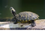 Teh Turtle