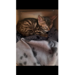 Miaw chaton Loulou mimi