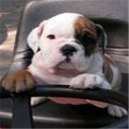 bull dog Roblox decal