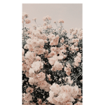 Blossom_ Cherry