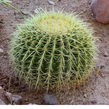 The Caktovian Empire:Caktonius