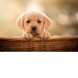 Puppy Meeting Spot-Me et & Greet