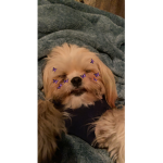 Doggo group :3