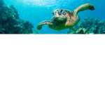 The Turtle Queen