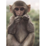 Great monkey