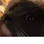 Smoosh’s