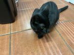 Kitten group147294