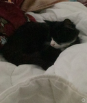 Kevin the cat