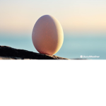 egg's group n games