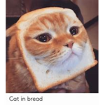 Bread Collecter