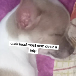 Dog game🔥