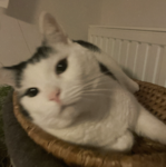 Maus's hideout